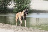 MALINOIS 482